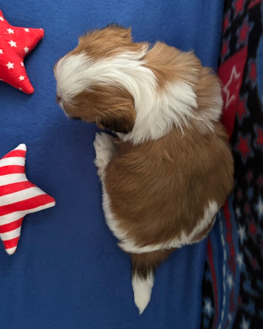 Benji Week 4.5