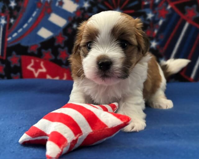 Benji Week 4.5