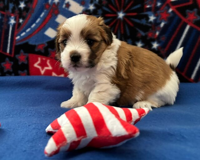 Benji Week 4.5