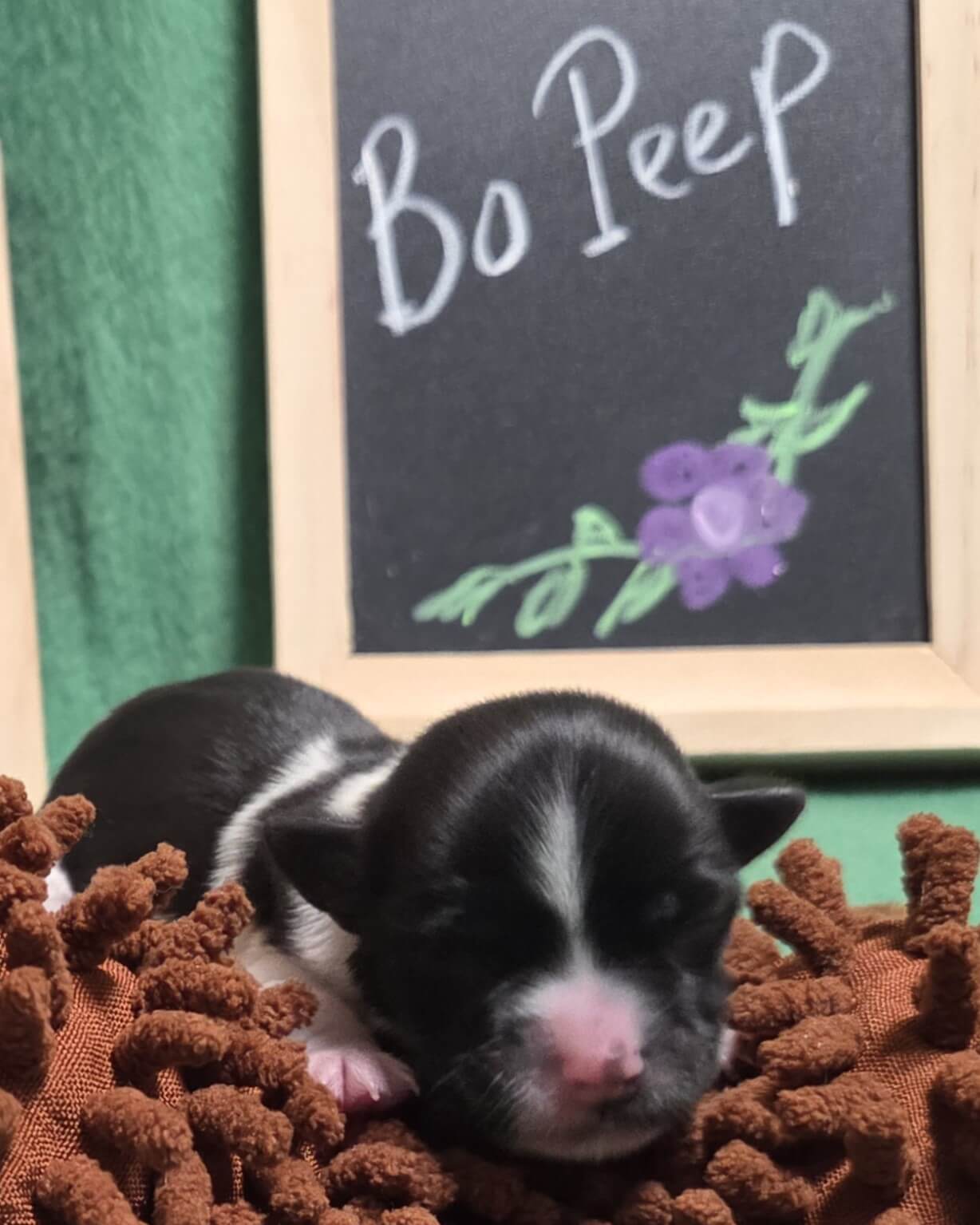 Glory's Bo Peep Day 1