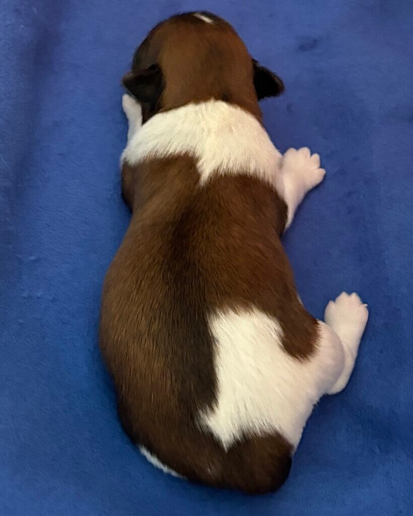 Bonita at the end of Week 1