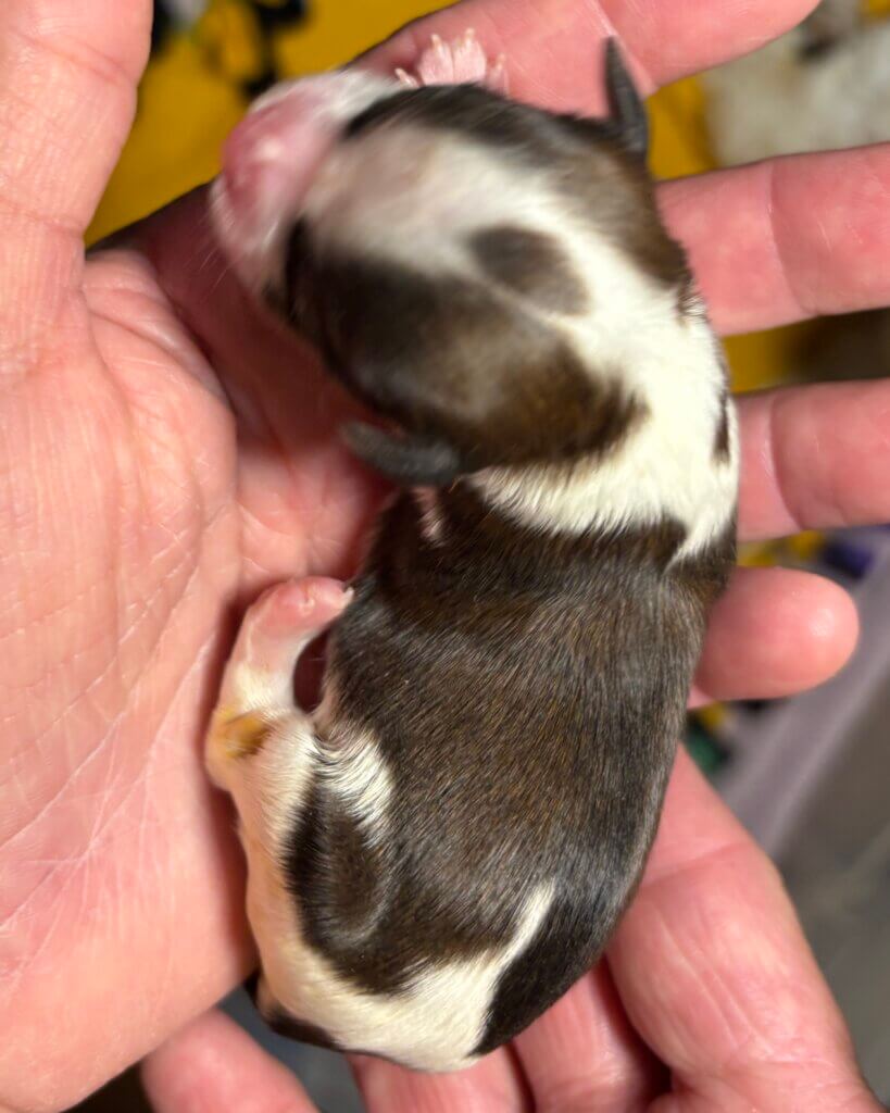 Chiquita Day 1
