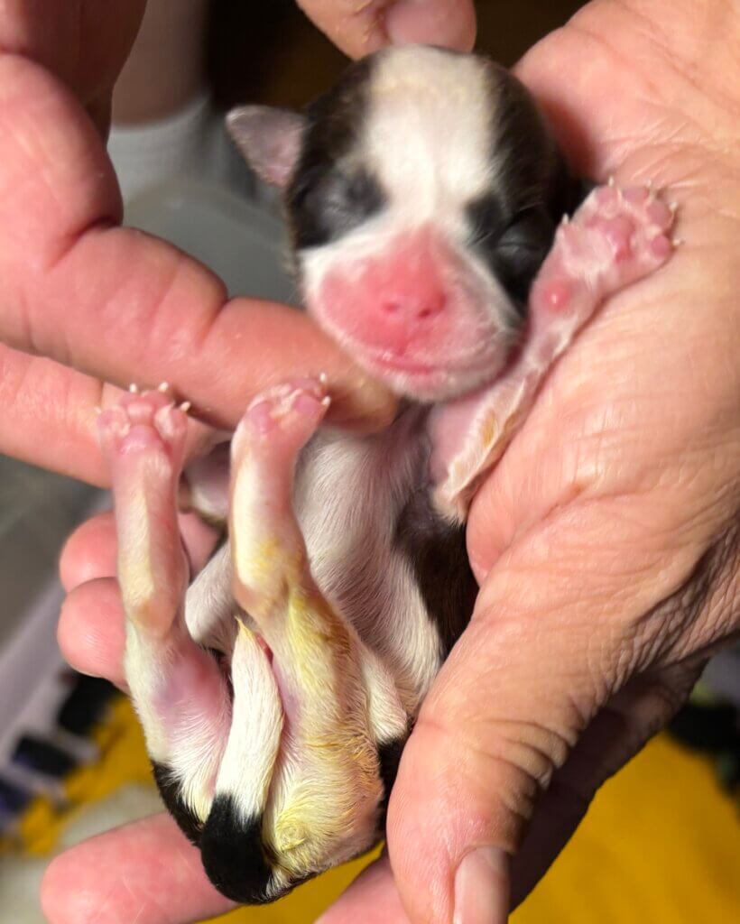 Chiquita Day 1