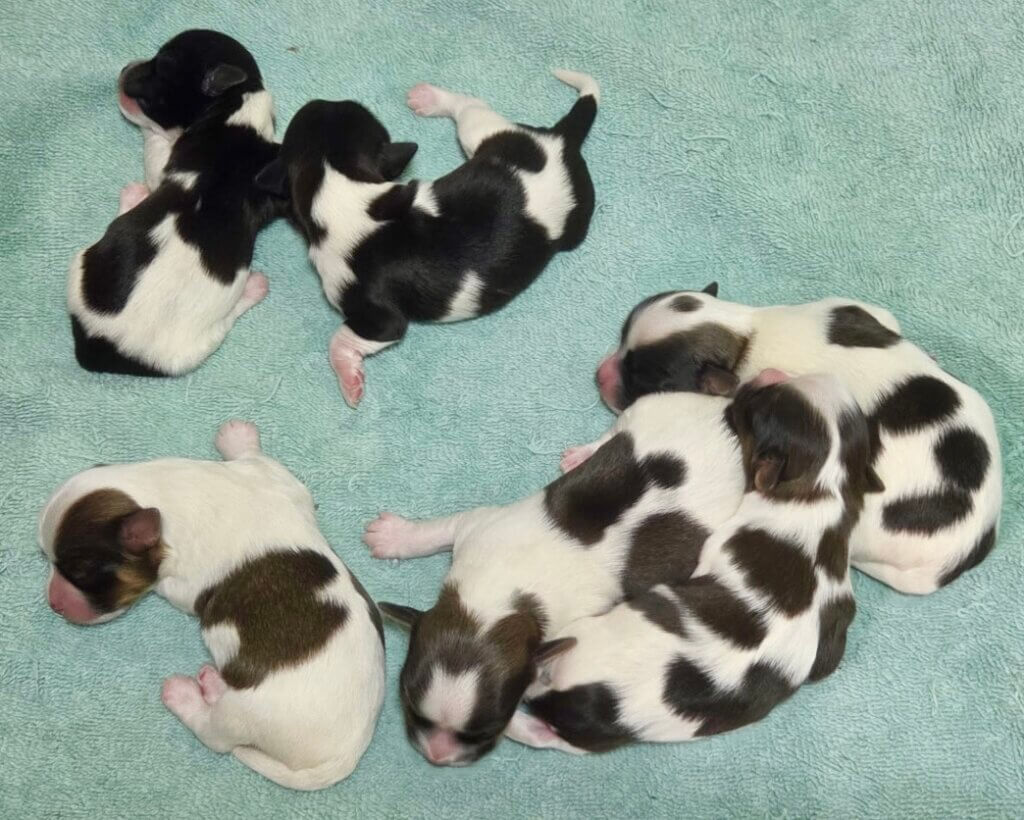 Glory's Pups Changing Coat Colors