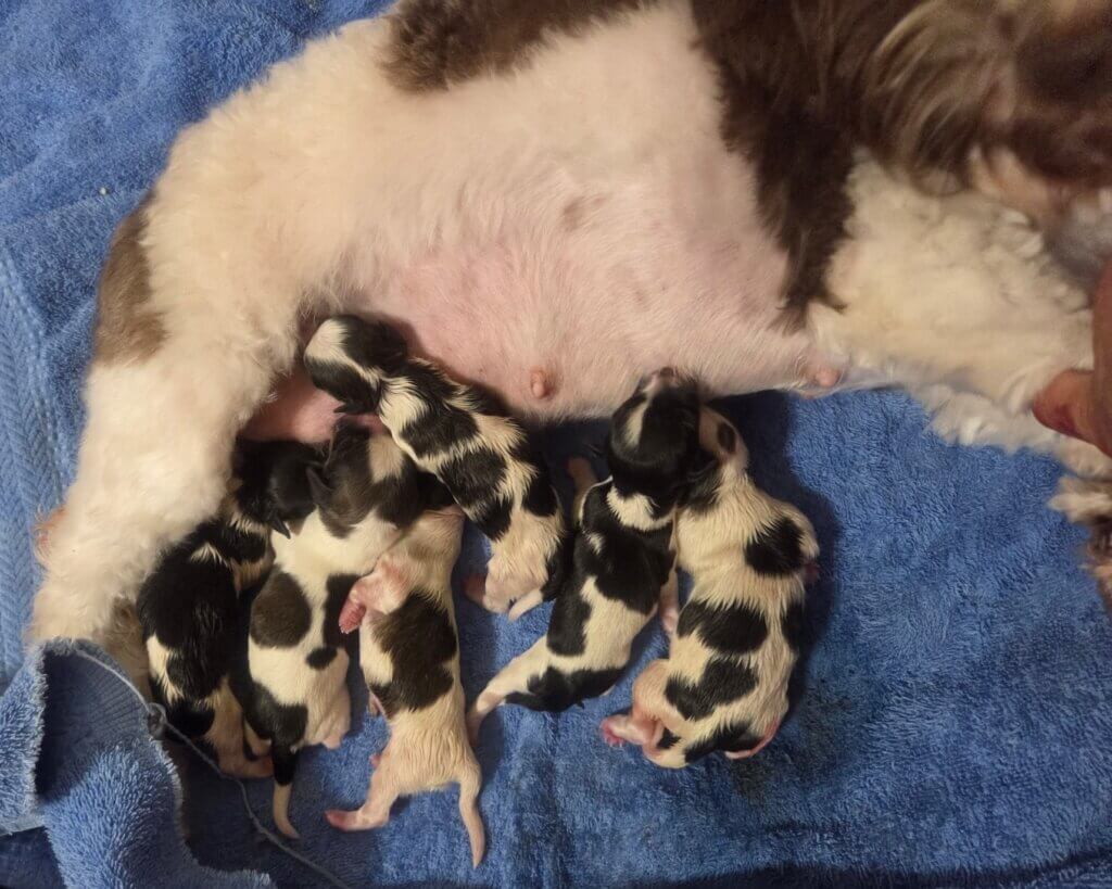 Glory's Toy Story Litter Day 1