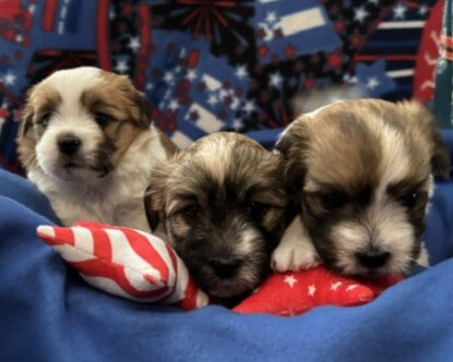 Padme's Pups Week 4.5