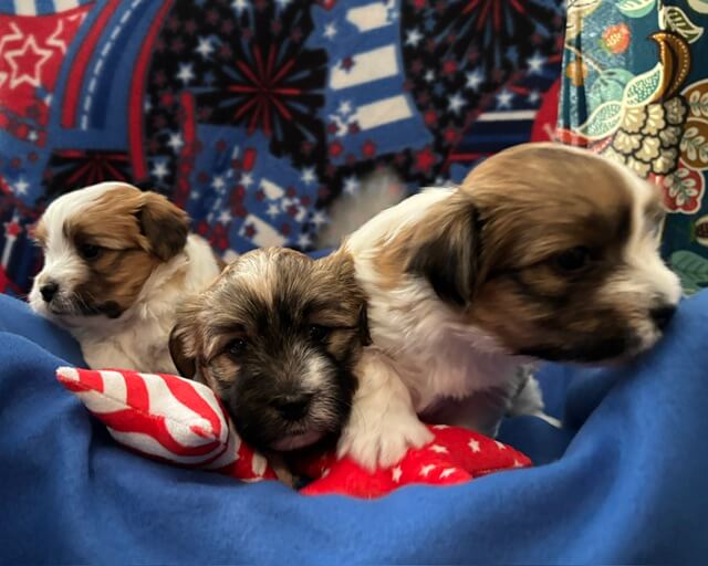Padme's Pups Week 4.5