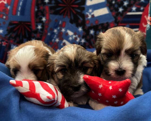 Padme's Pups Week 4.5