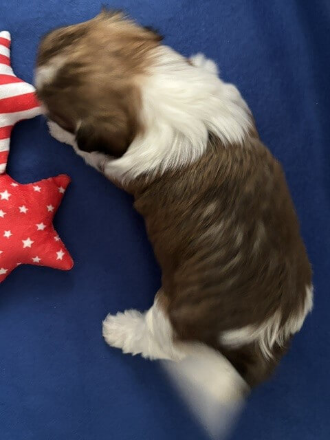Skye Week 4.5