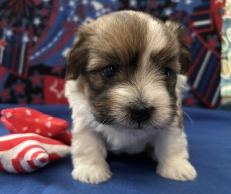 Skye Week 4.5