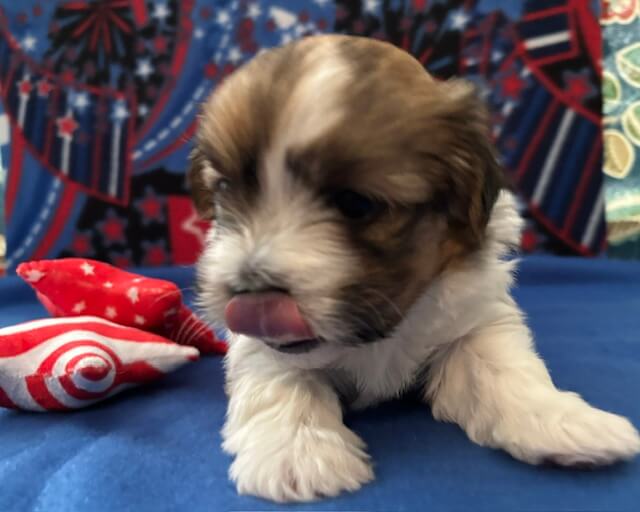 Skye Week 4.5