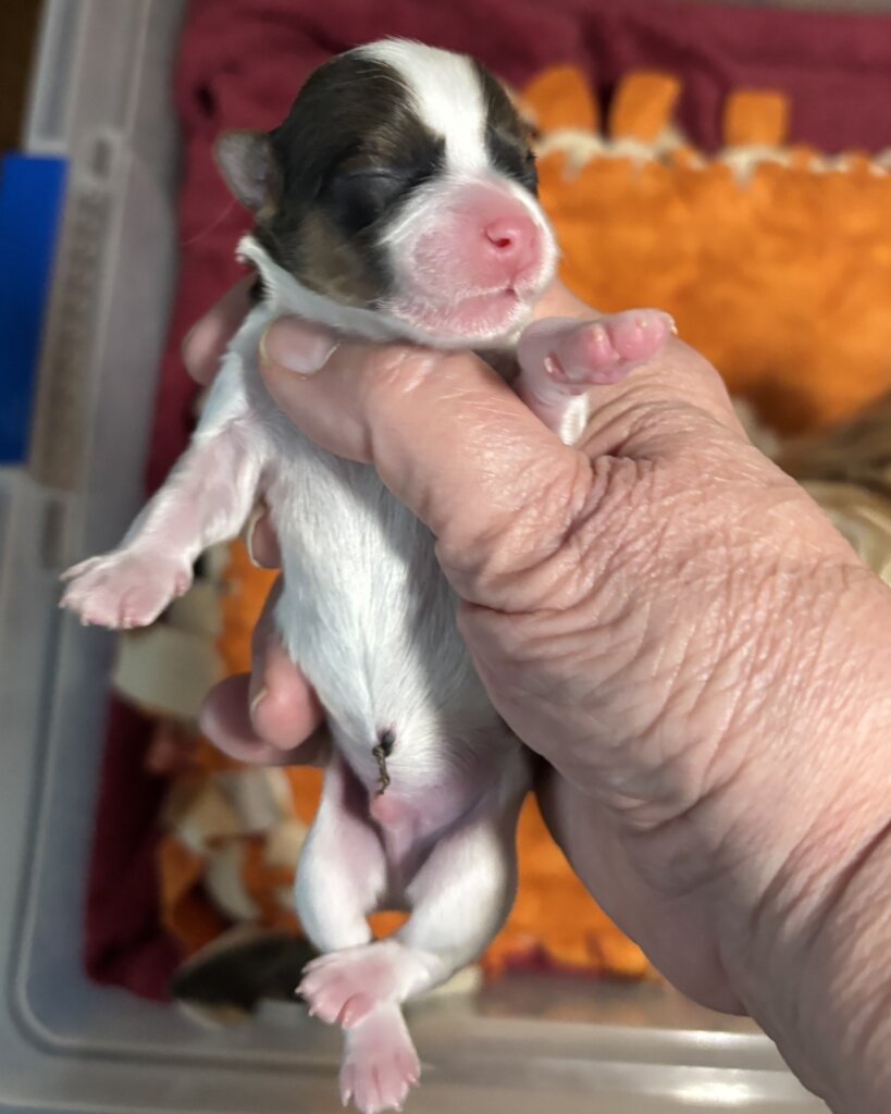 Taquito Day 1