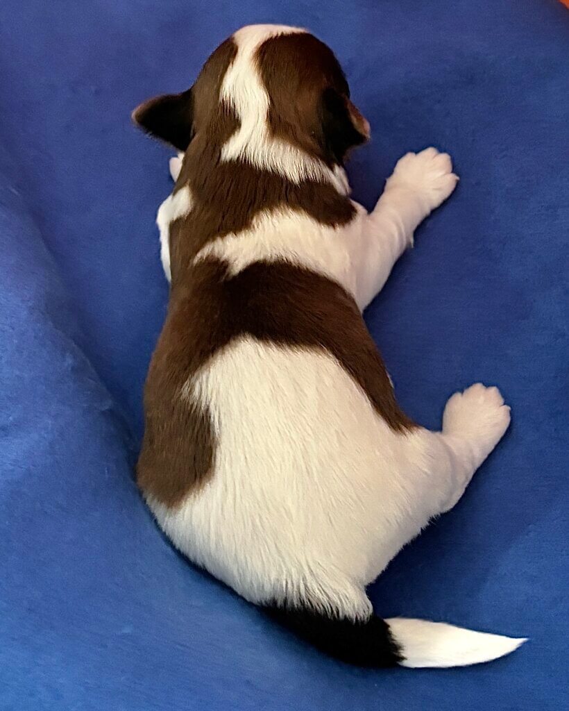 Taquito at the end of Week 1