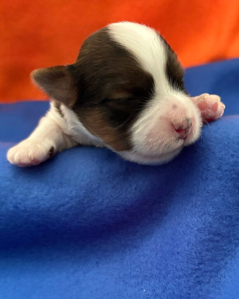 Taquito at the end of Week