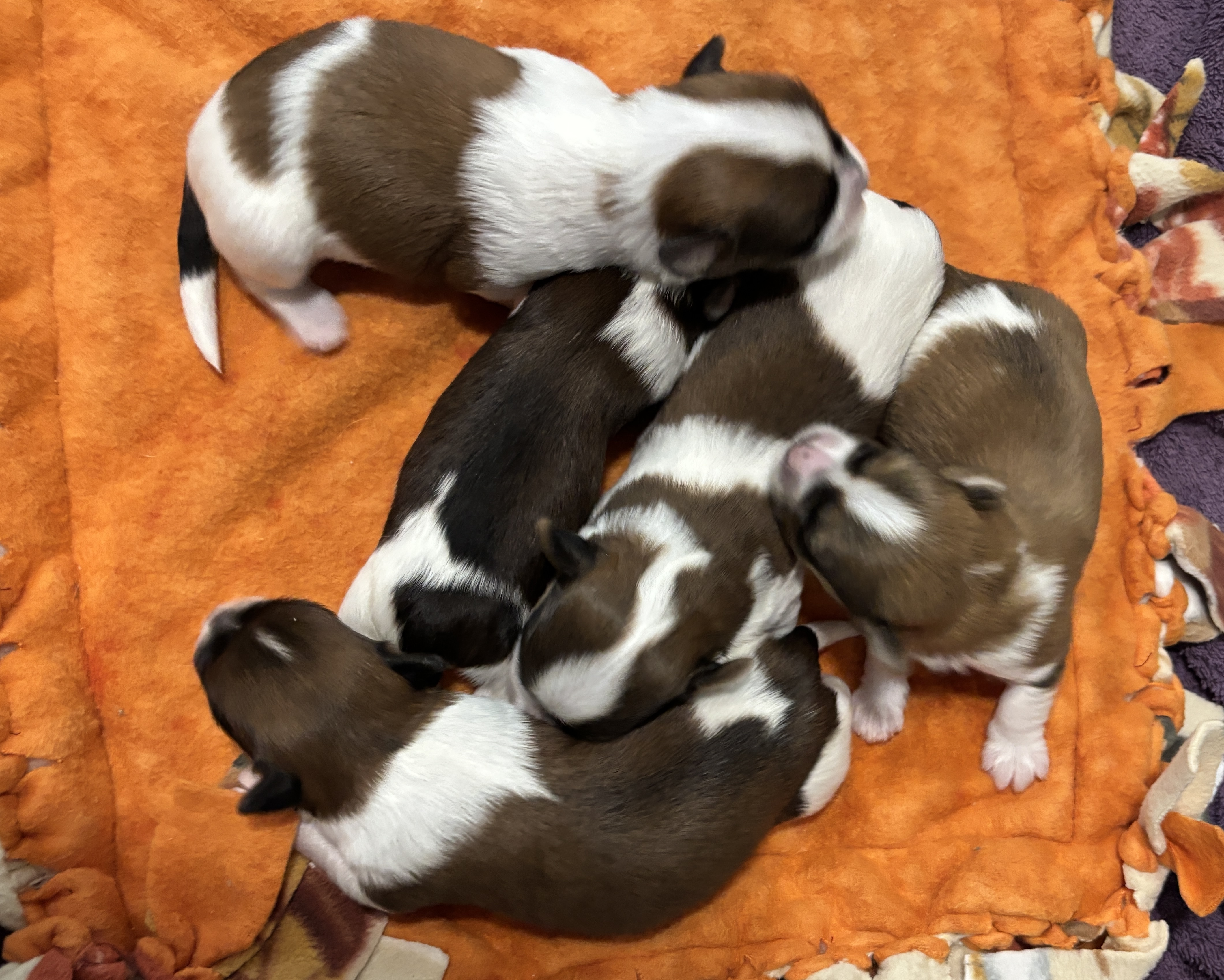Zoey's puppies end of week 1