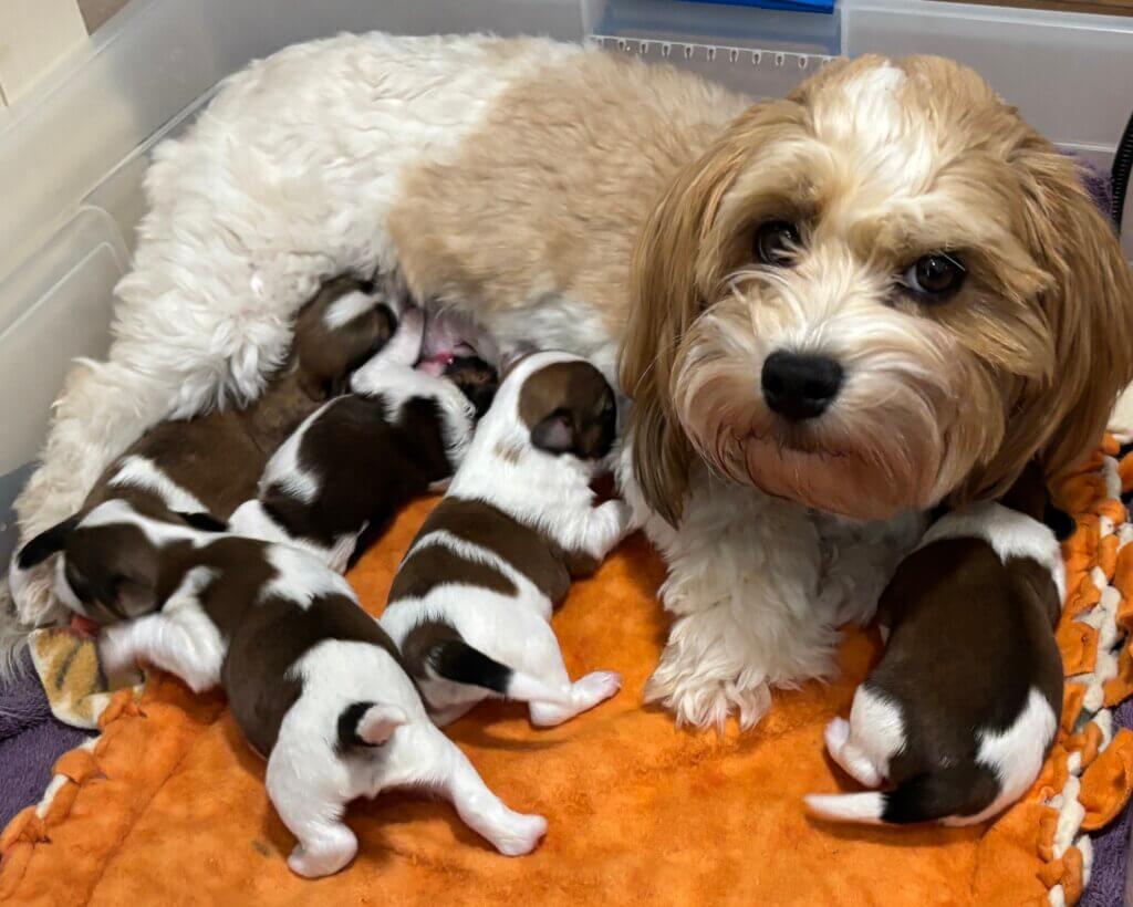 Zoey with her puppies end of week 1