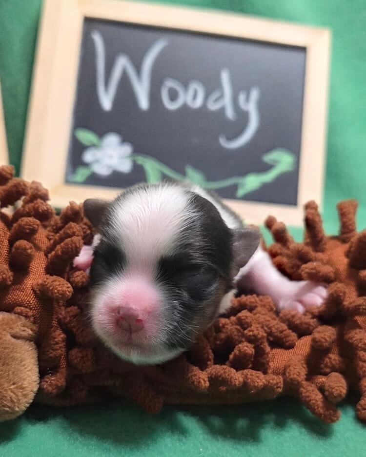 Glory's Woody Day 1
