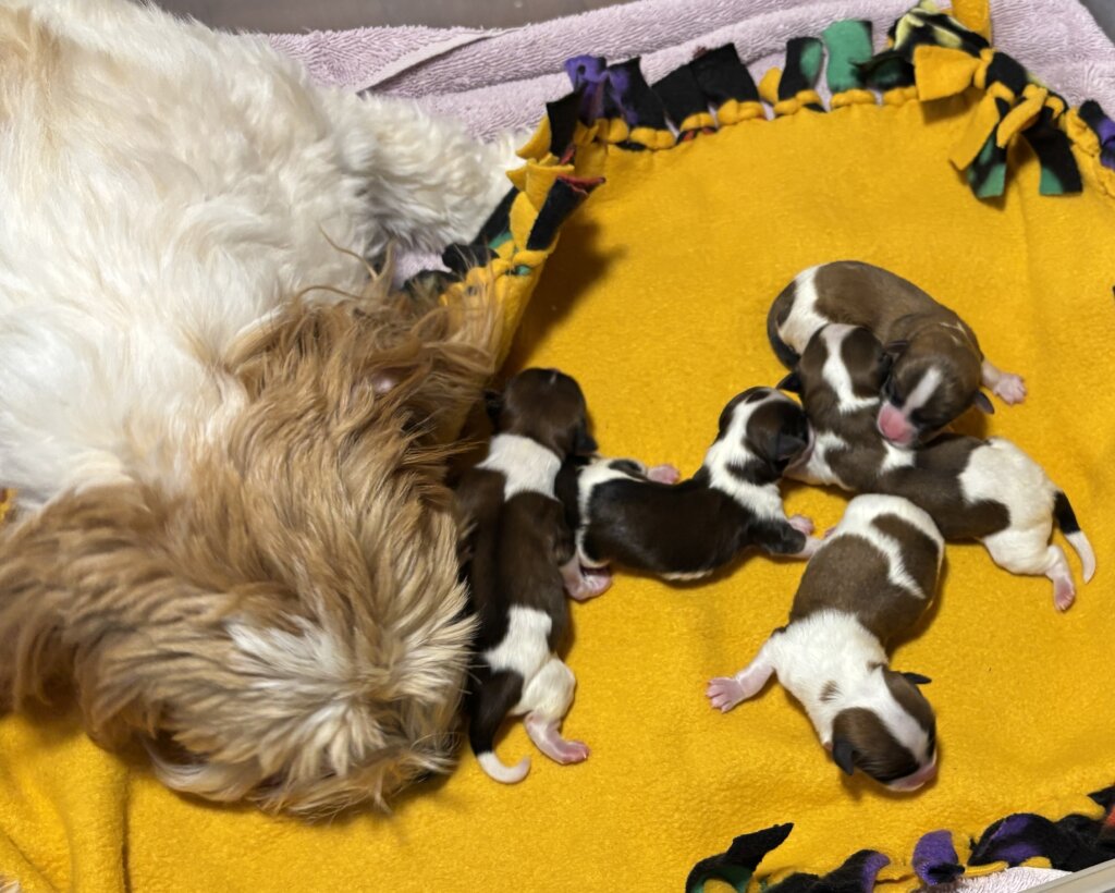 Zoey's First Litter Day 1
