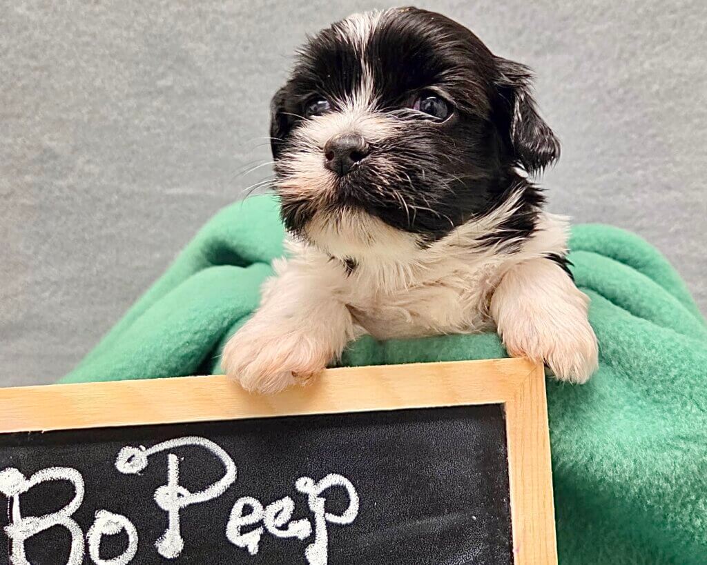 Glory's Toy Story Pups Week 3