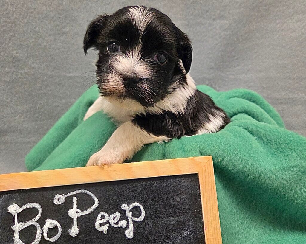 Glory's Toy Story Pups Week 3
