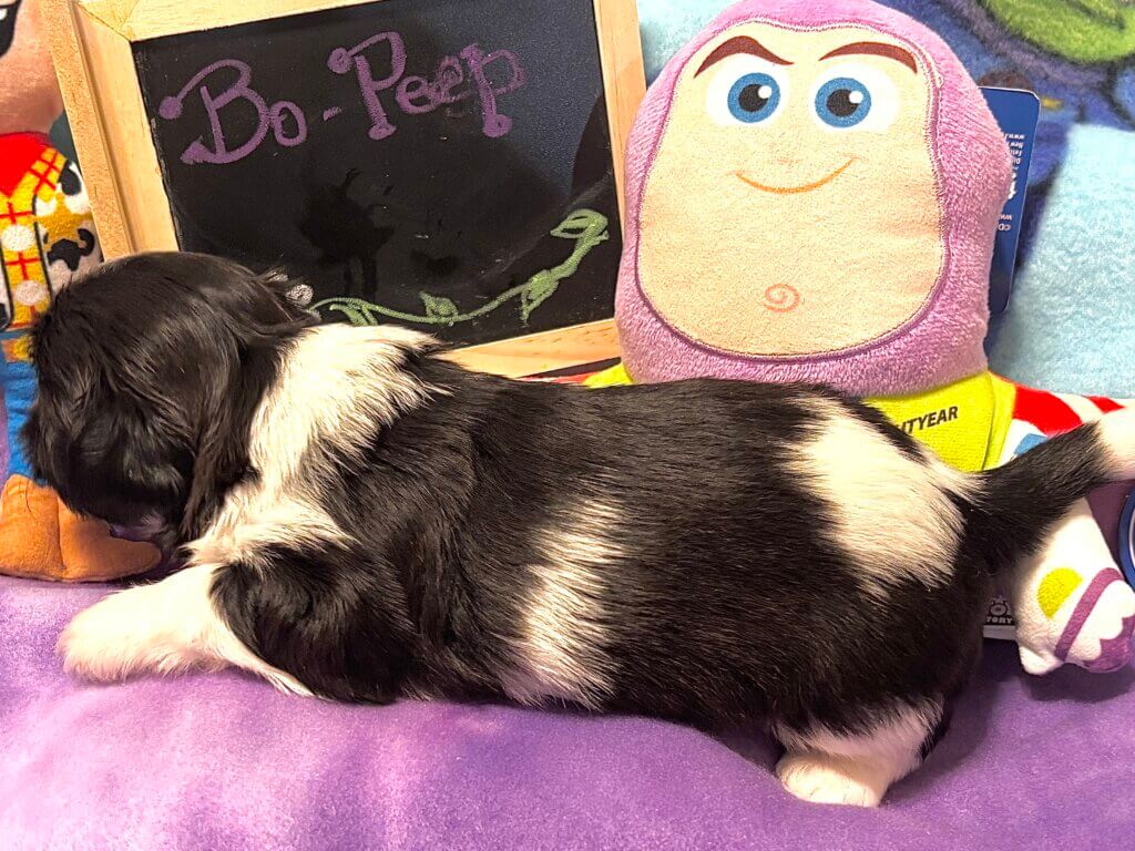Glory's Toy Story Pups Week 3
