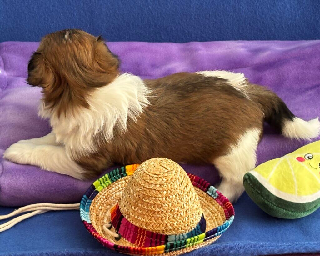 Zoey's Bonita Week 4