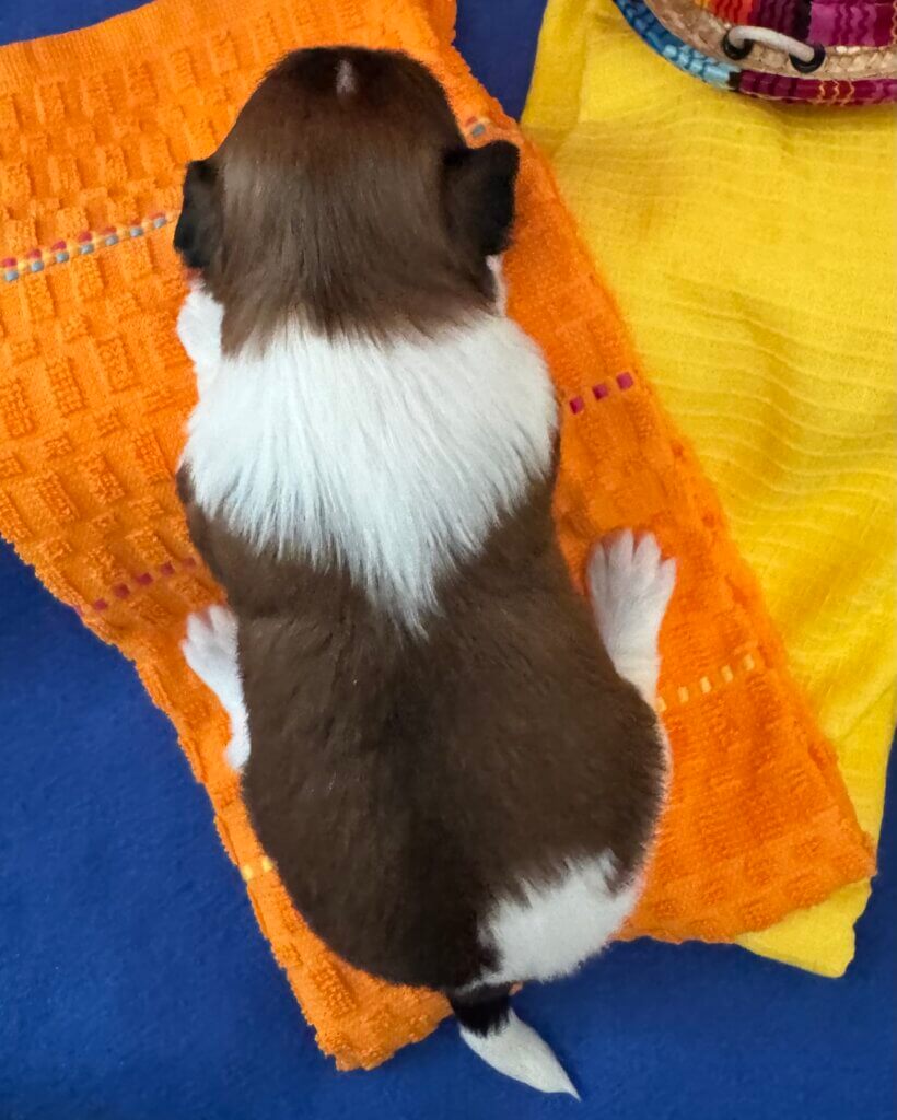 Zoey's Bonita Week 2