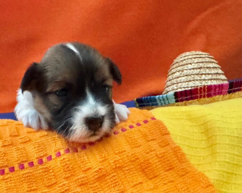 Zoey's Bonita Week 2