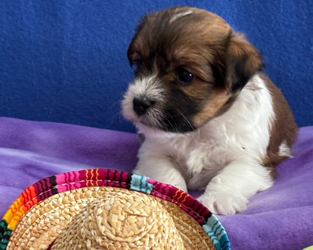 Zoey's Bonita Week 4