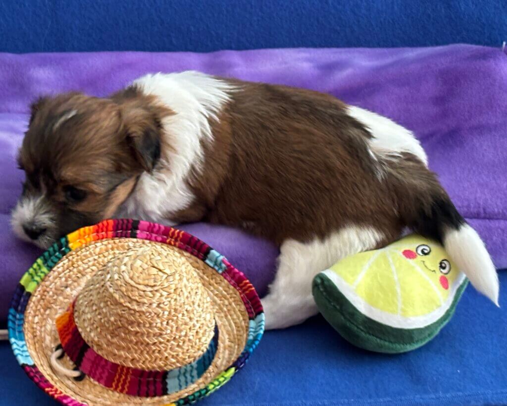 Zoey's Bonita Week 4