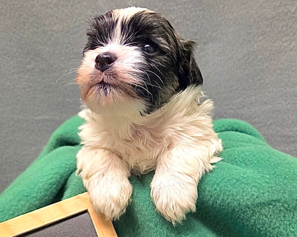 Glory's Toy Story Pups Week 3