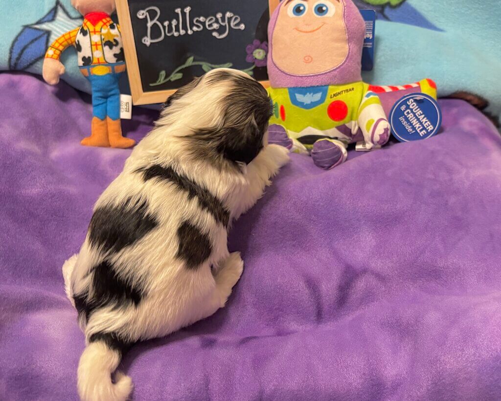 Glory's Toy Story Pups Week 3