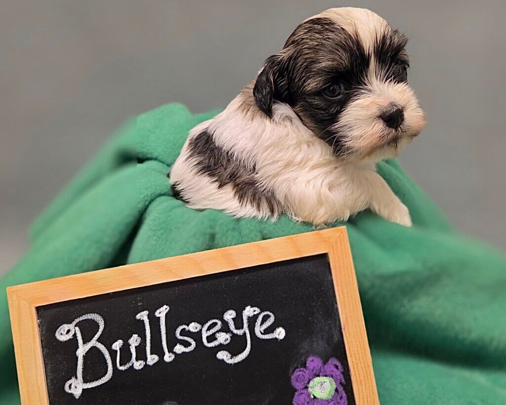 Glory's Toy Story Pups Week 3