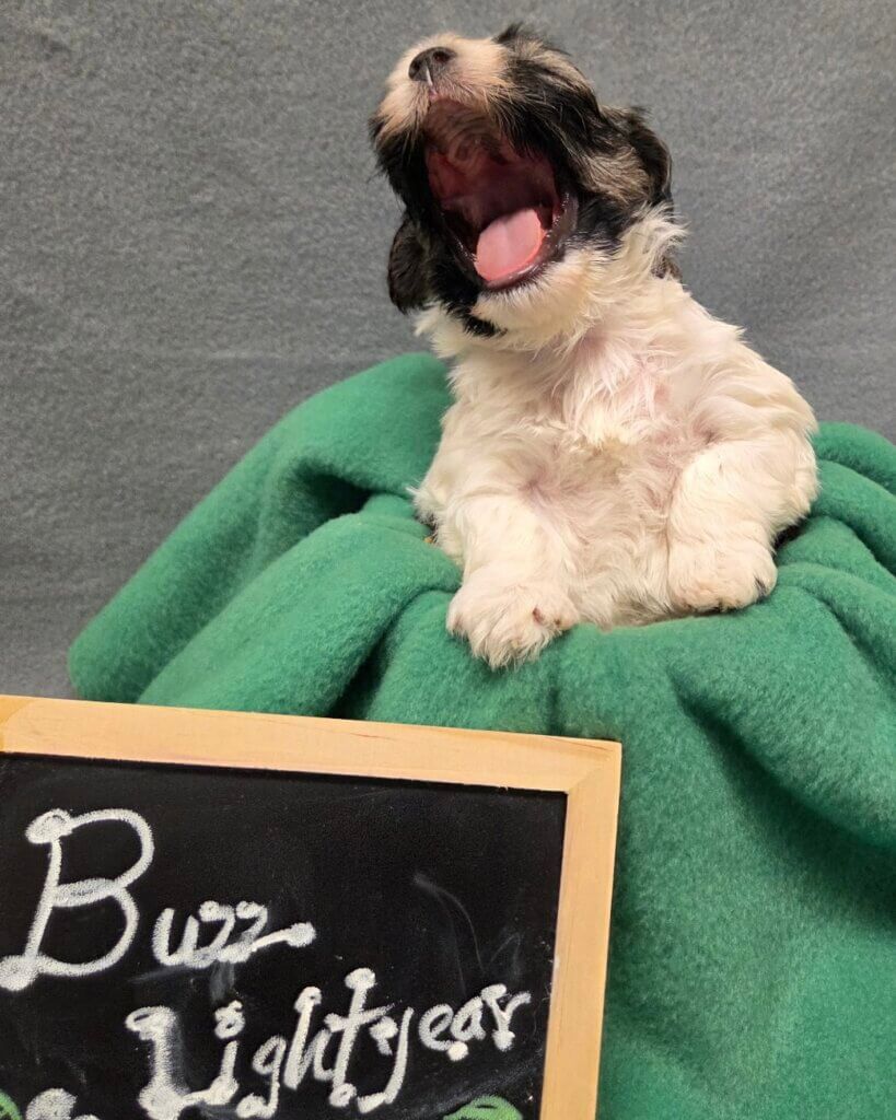 Glory's Toy Story Pups Week 3
