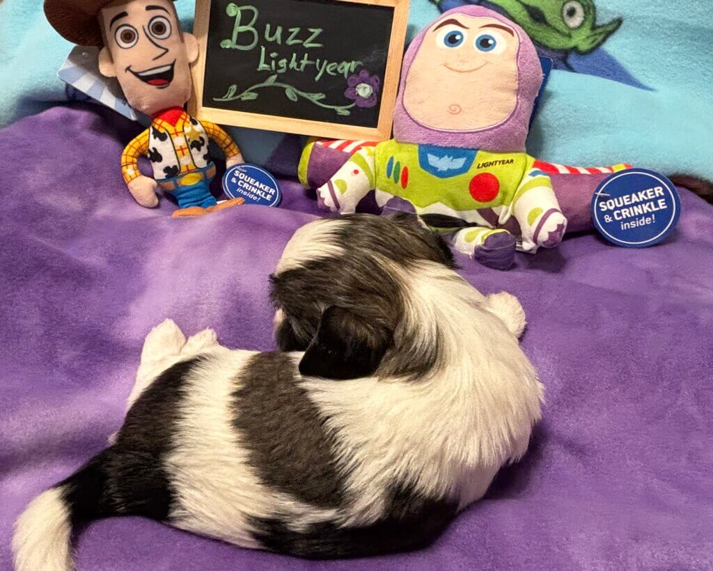 Glory's Toy Story Pups Week 3