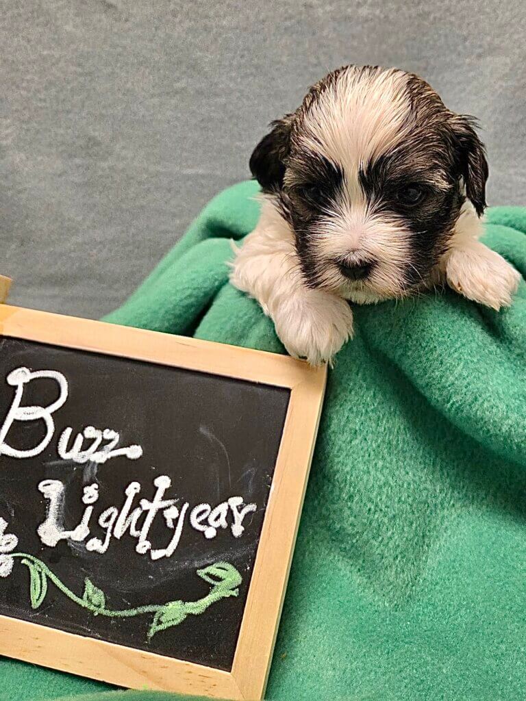 Glory's Toy Story Pups Week 3