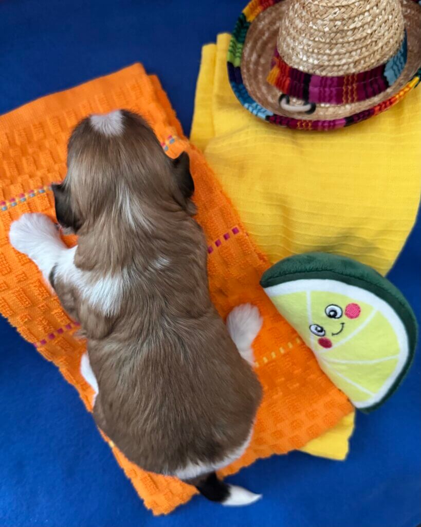 Zoey's Chip Week 2
