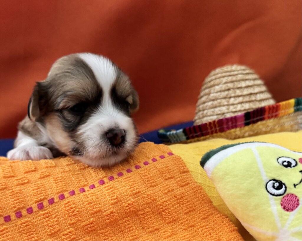 Zoey's Chip Week 2