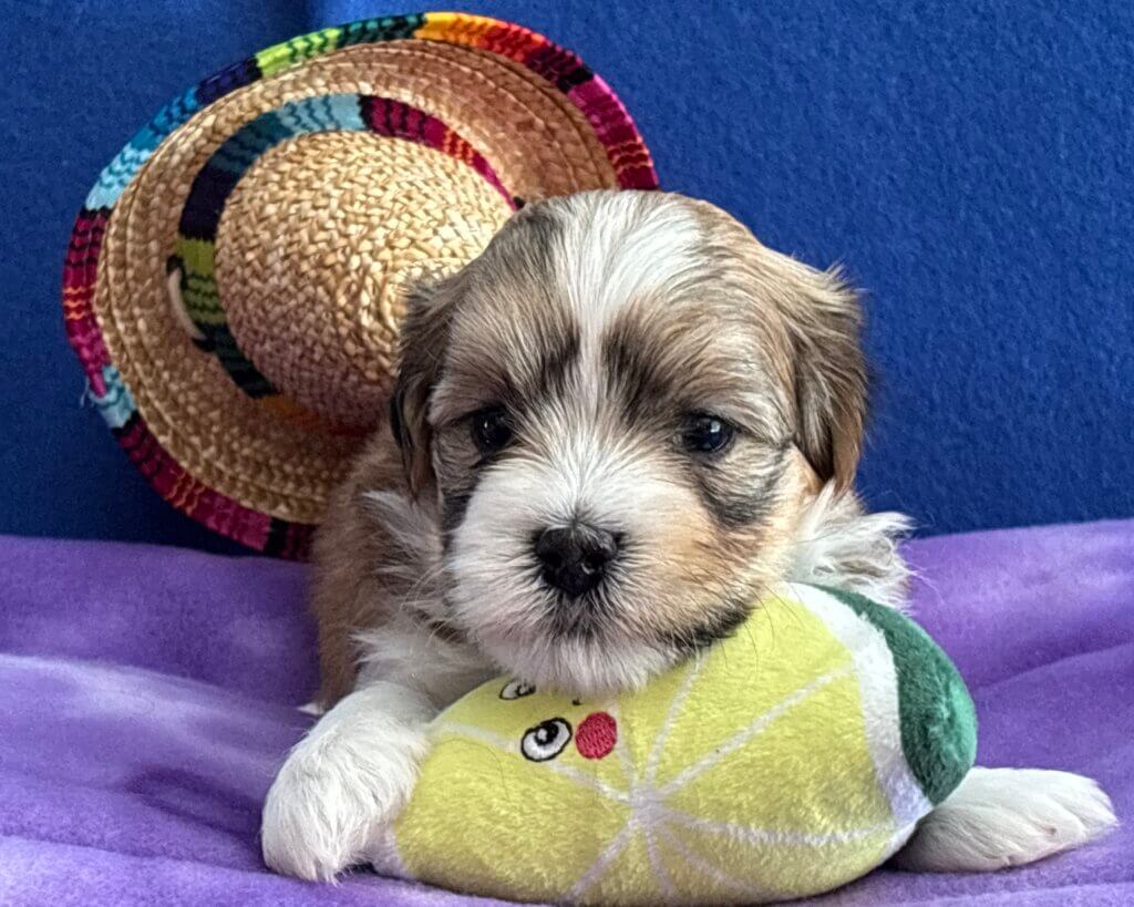 Zoey's Chip Week 4