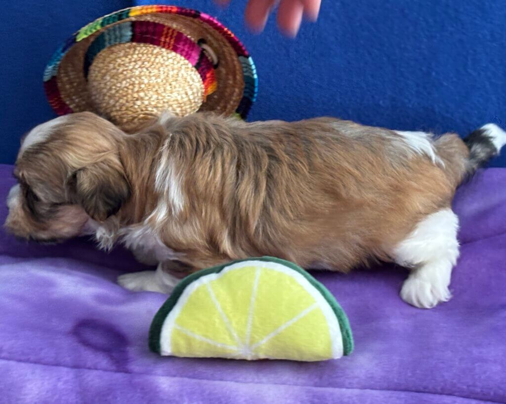 Zoey's Chip Week 4