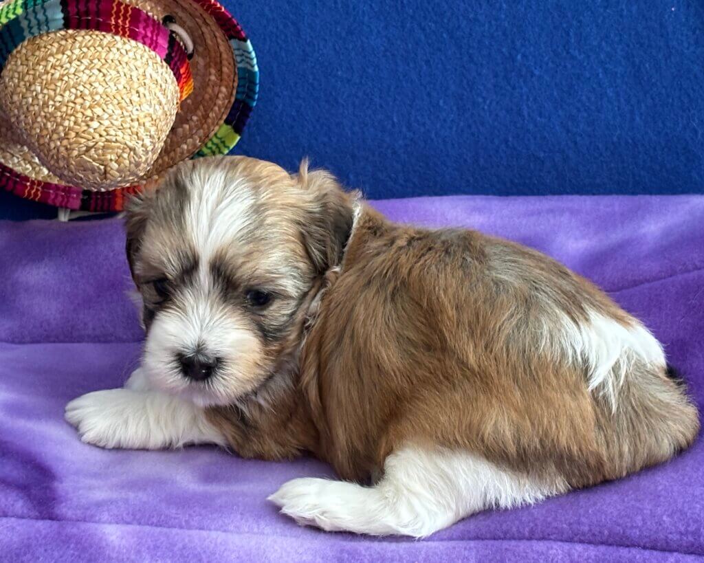 Zoey's Chip Week 4