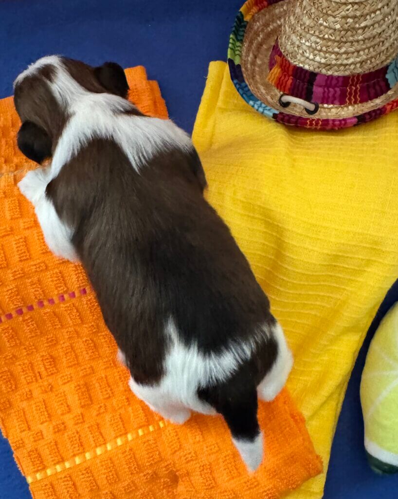 Zoey's Chiquita Week 2