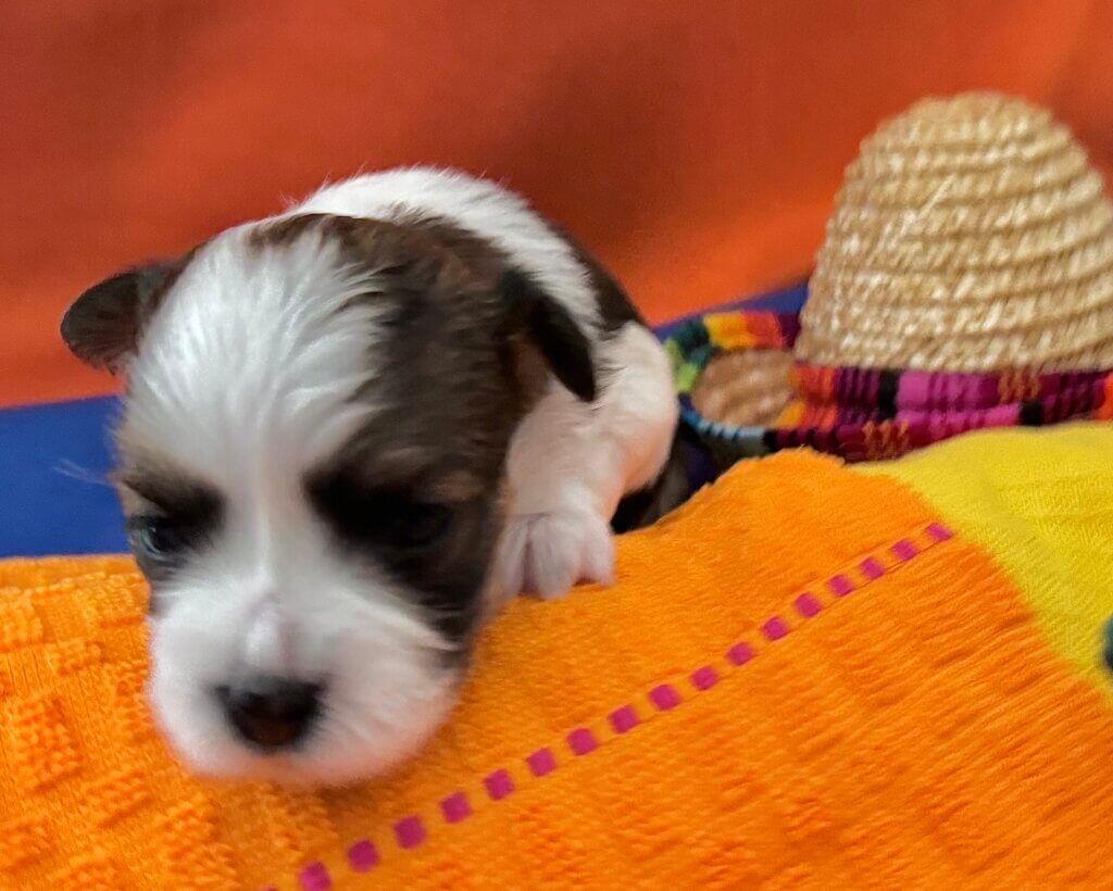 Zoey's Chiquita Week 2