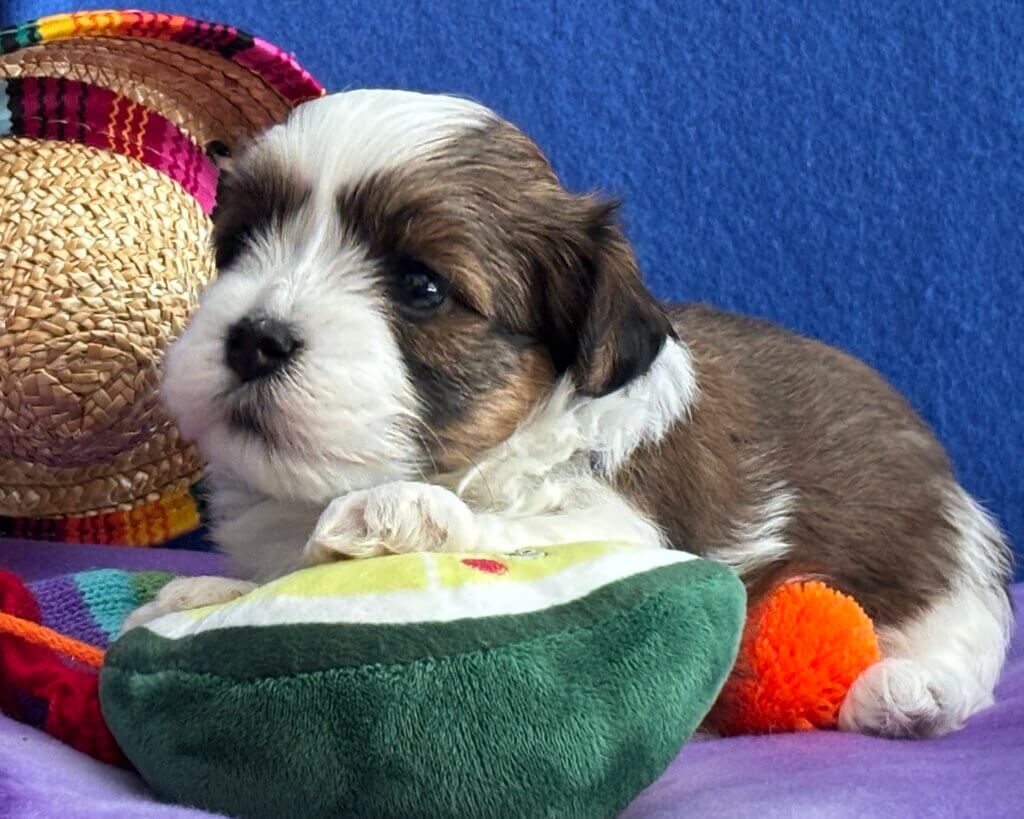 Zoey's Chiquita Week 4