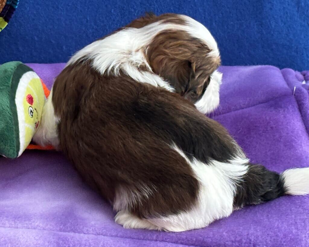 Zoey's Chiquita Week 4