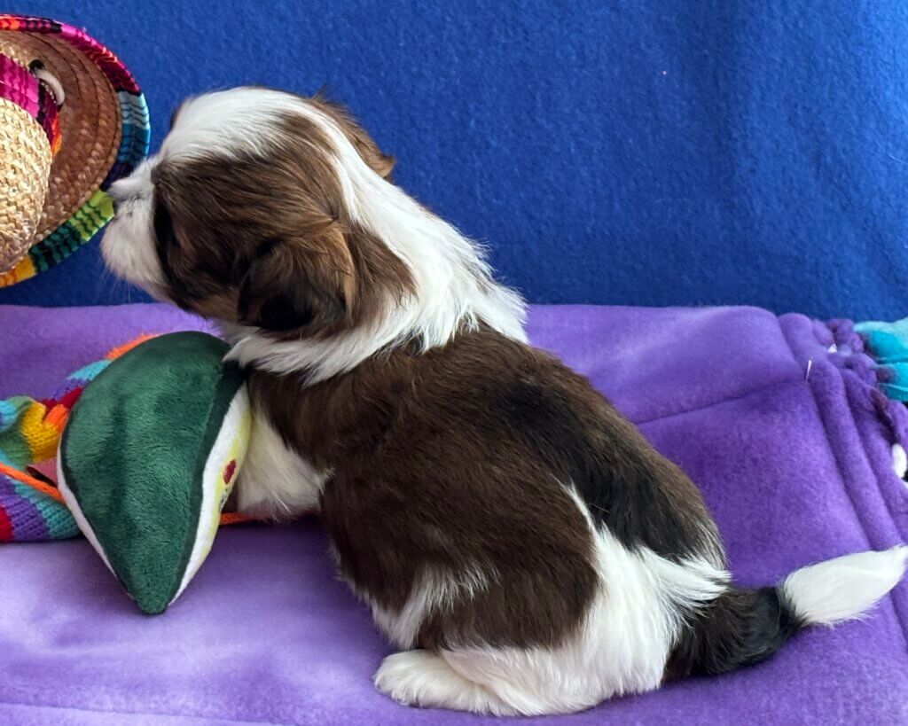 Zoey's Chiquita Week 4