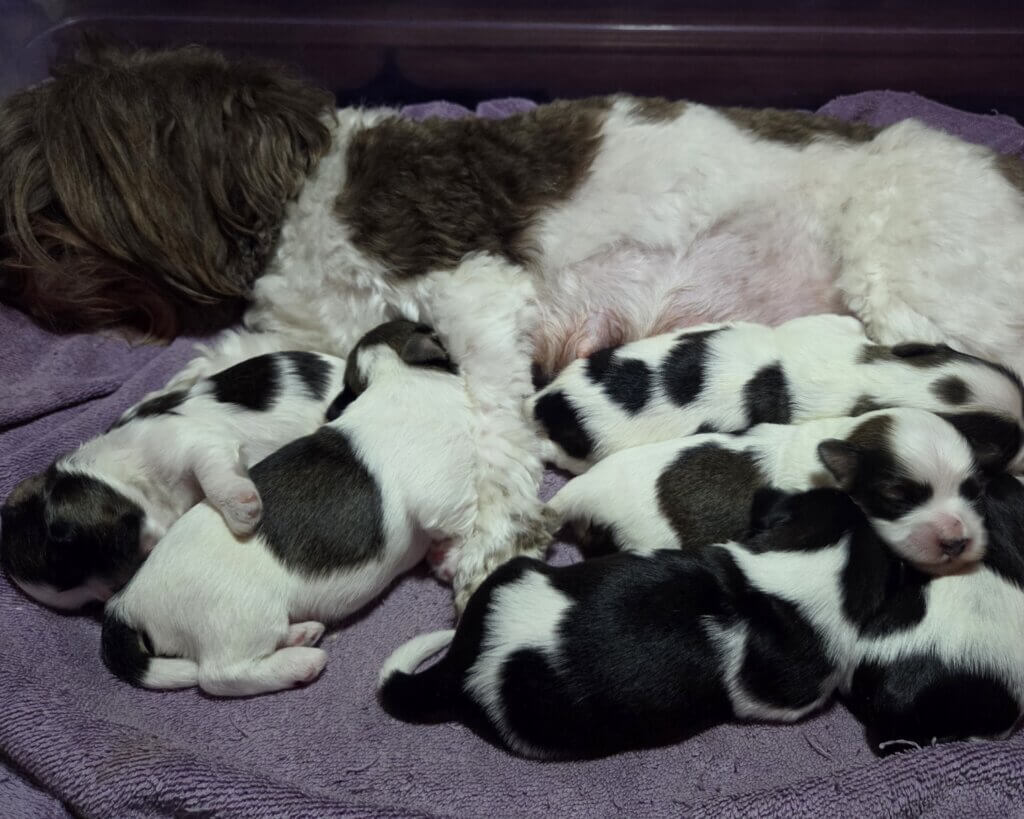 Glory's TS Pups Week 3