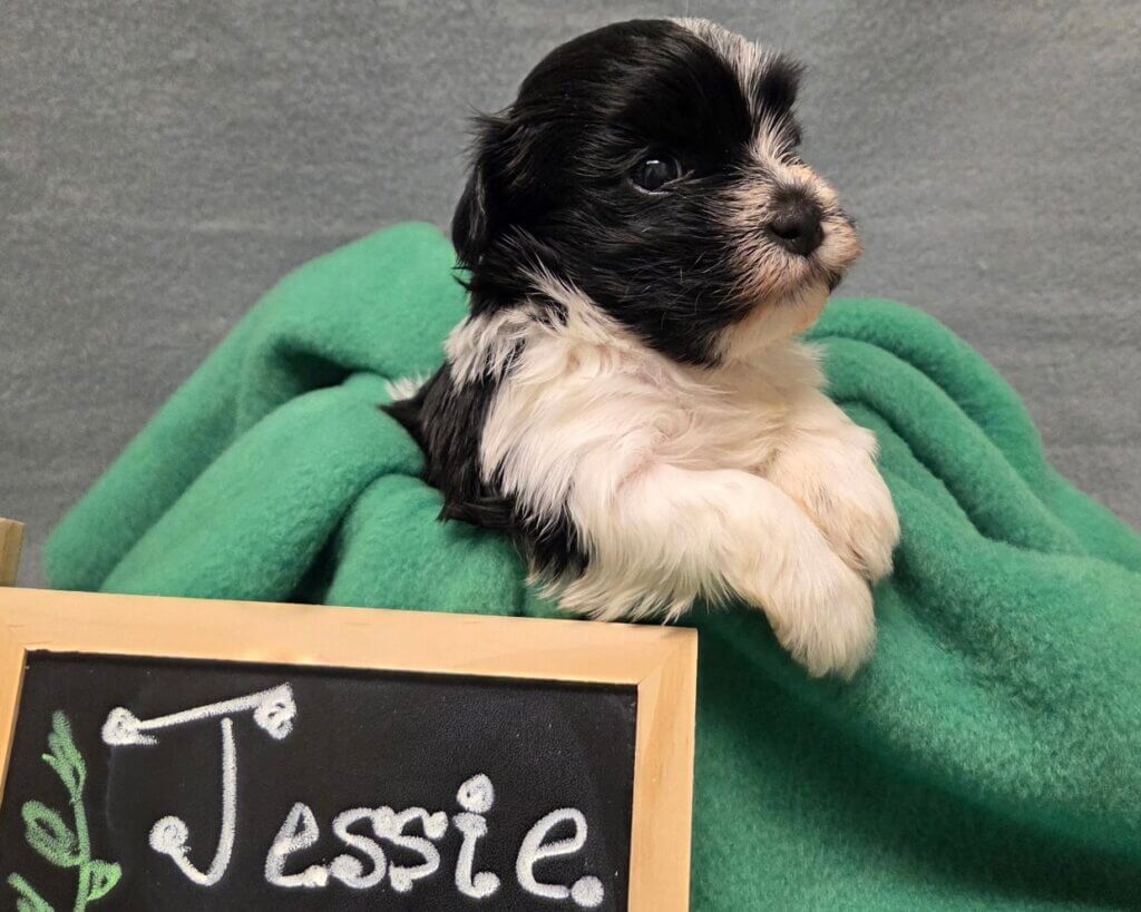 Glory's Toy Story Pups Week 3