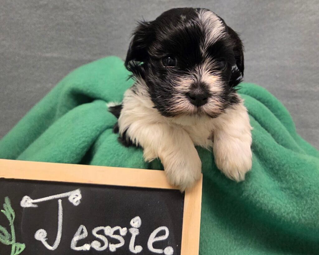 Glory's Toy Story Pups Week 3