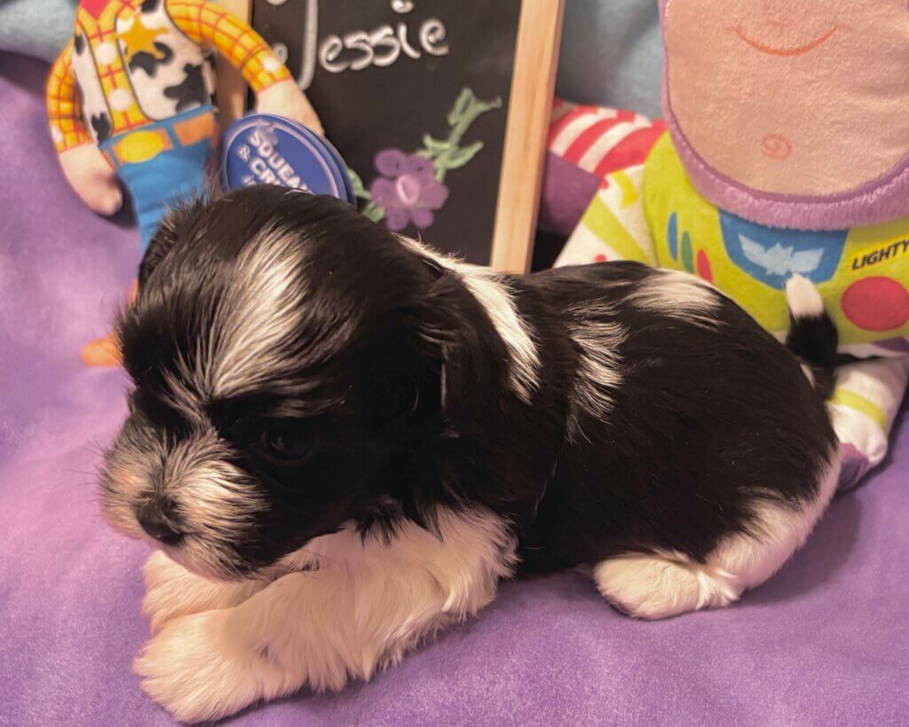Glory's Toy Story Pups Week 3